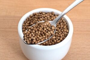 CORIANDER SEEDS plant coming from Indai